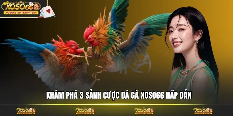 Khám phá 3 sảnh cược đá gà XOSO66 hấp dẫn