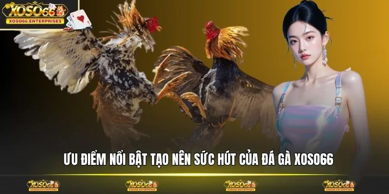 Ưu điểm nổi bật tạo nên sức hút của đá gà XOSO66